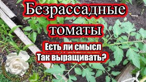 Выращивание Томатов Без Рассадным способом. ОБЗОР ТОМАТОВ на 4 июня  Как поливаю и чем подкармливаю