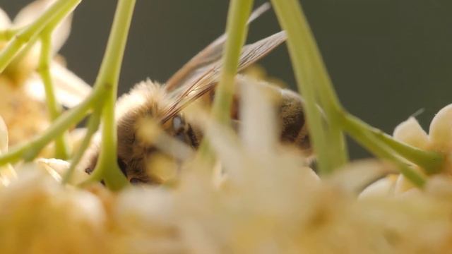 Hевероятно красивой музыки для души! Хочется слушать снова и снова… Бесконечно красивая музыка Серг смотреть онлайн