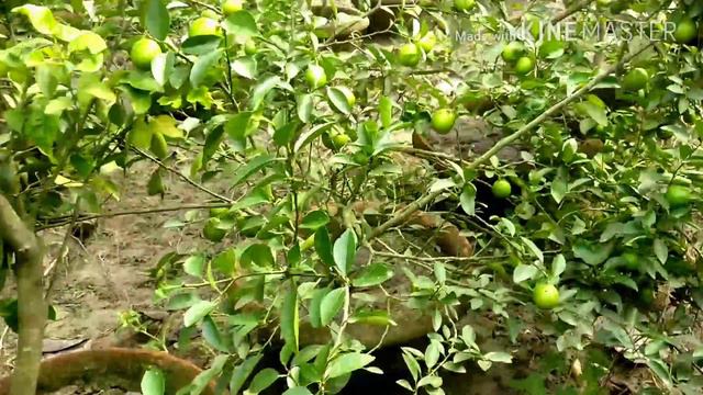 An Amazing Tour to a Citrus Nursery, EVERYONE MUST WATCH IT. смотреть онлайн