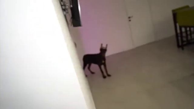 когда захотел ограбить друга по приколу и забыл что у него доберман😐 смотреть онлайн