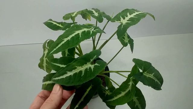 How To Grow Syngonium Wendlandii (Velvet Syngonium)