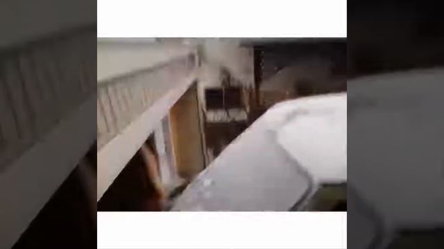 Самые интересные и забавные животные 2019 01 смотреть онлайн