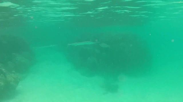 Дхаалу встревоженный океаном смотреть онлайн