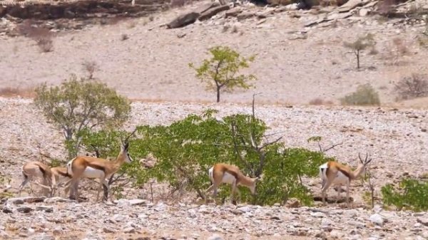 African Animals 4K: Explore Ultimate Wild Animals in Waza National Park - Real Sound of Africa - 4K