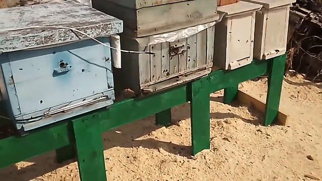 Выставил пчёл из теплицы. облёт на новом месте. смотреть онлайн