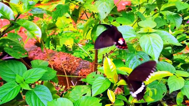 Мир Бабочек прекрасен!🦋🦋🦋❤️😍😍 смотреть онлайн