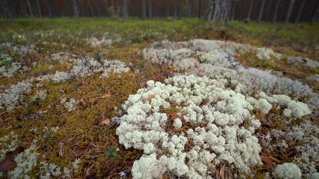 Грасс посадил 26 000 деревьев в Архангельской тайге смотреть онлайн