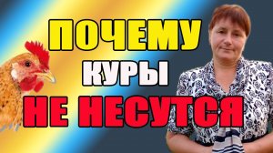 Почему куры НЕ НЕСУТСЯ. Упала яйценоскость - причины.