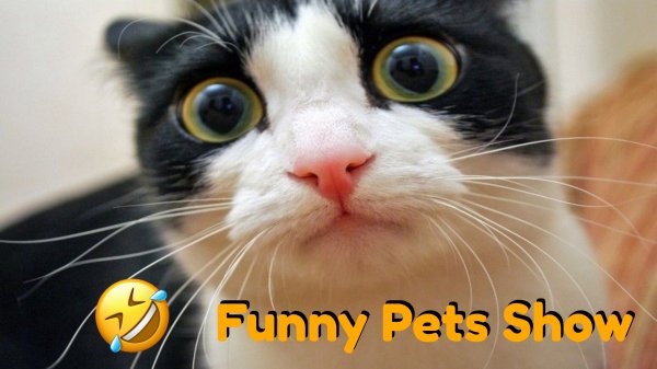 Сборник Самых Симпатичных Кошек И Котят _ Лучшие Видео С Милыми Кошками_Funny Pets Show