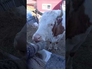 Кормить корову перед отелом НЕЛЬЗЯ???