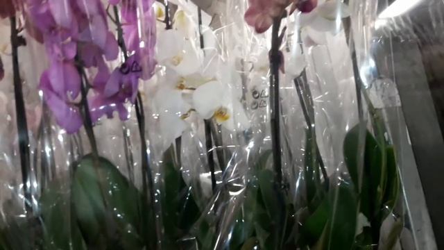 Орхидеи.Магнит Семейный.Очень краткий обзор. смотреть онлайн
