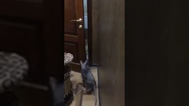 Корниш рекс и девон рекс смотреть онлайн