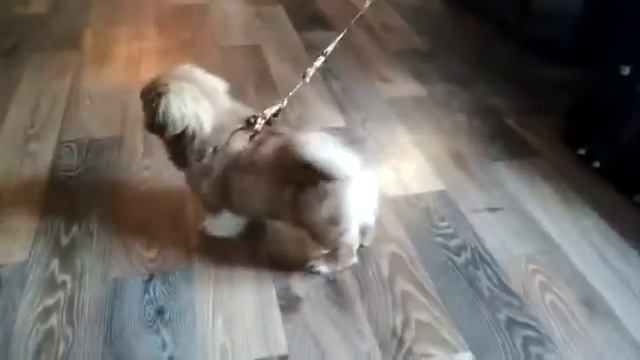 Купили мы пекинес. смотреть онлайн