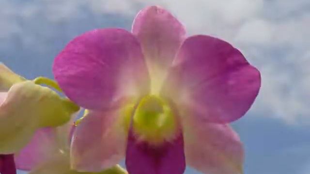 ECORFLOW (Ecuadorian Orchids and Flowers) WE SALE PLANTS AND IN VITRO ORCHIDS смотреть онлайн