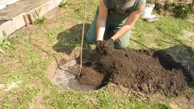 Как садить саженцы плодовых деревьев.Убойный метод!!! смотреть онлайн