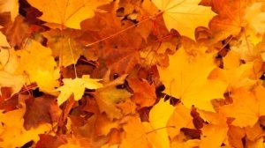 Осень и Саксофон! Восхитительная мелодия саксофона Андрея Обидина.