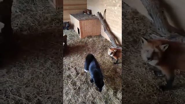 Лисы из Новолисья. Про лисёнка с переломом позвоночника. Часть 1 смотреть онлайн