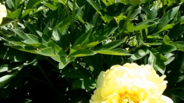 Отражения. Bartzella смотреть онлайн