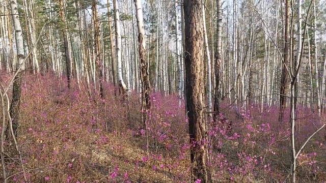 Цветение багульника ( рододендрон Даурский) в Забайкалье. смотреть онлайн