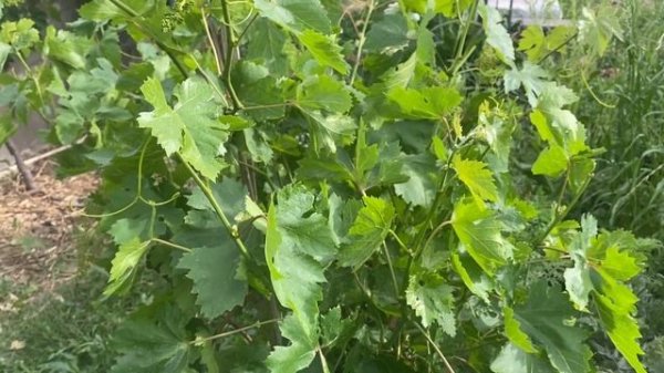 Grape Flowers! Identify Vitis Vinifera vs Vitis Labrusca (Common Grape vs Fox Grape)