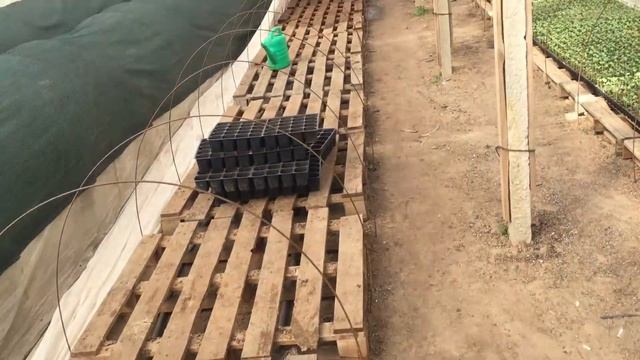 Хороший урожай. Прививка бахчевых культур, арбуза, дыни и огурца смотреть онлайн