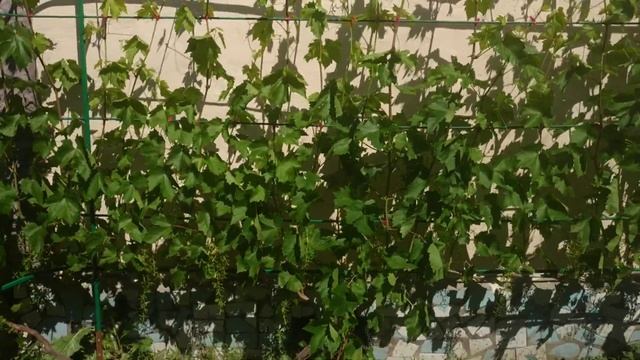 Виноград Долгожданный . Надёжный , вкусный , урожайный ! смотреть онлайн