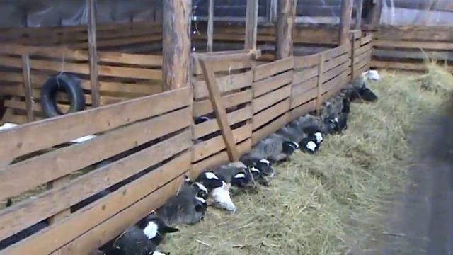 овцы в овчарне смотреть онлайн