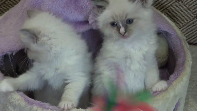 Ragdoll blue mitted mit Blesse - John-Boy 6 Wochen alt... смотреть онлайн