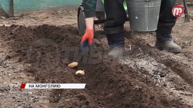 "Во саду ли, в огороде" Анатолия Кушнарева теперь будут показывать в Монголии смотреть онлайн