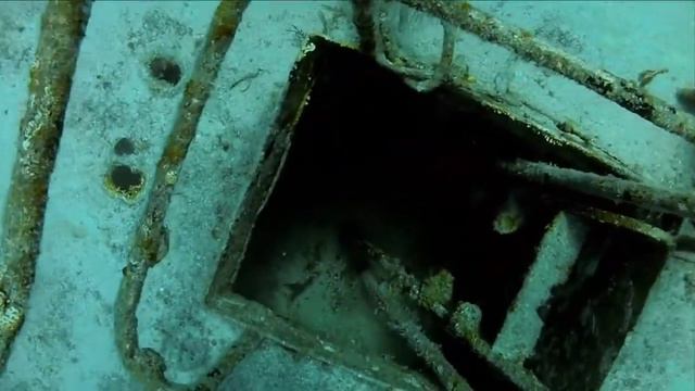Дайвинг с акулами смотреть онлайн