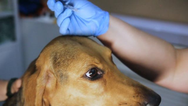 Сыворотка (плазма крови) смотреть онлайн