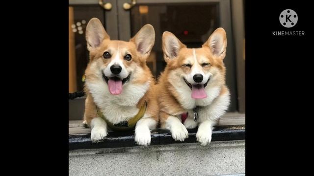 Почти всё о Вельш-Корги Пемброк смотреть онлайн