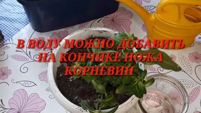 Не прихотливый катарантус. смотреть онлайн
