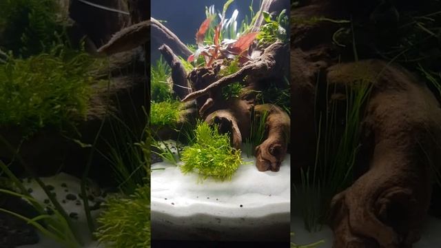 Аквариум куб на 100 литров смотреть онлайн