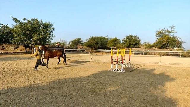 Horse jump | Horse jumping | thoroughbred horse jumping | mare jump practice | rider mohit смотреть онлайн