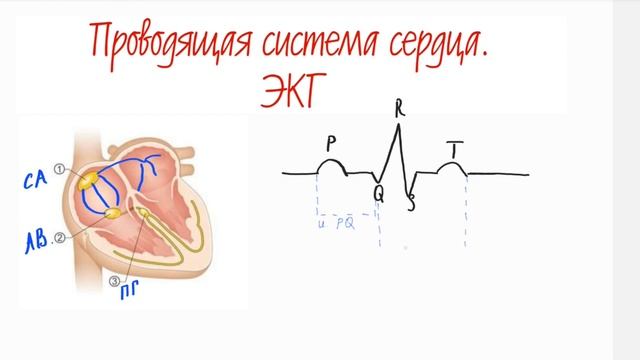 ЭКГ  ПРОВОДЯЩАЯ СИСТЕМА СЕРДЦА