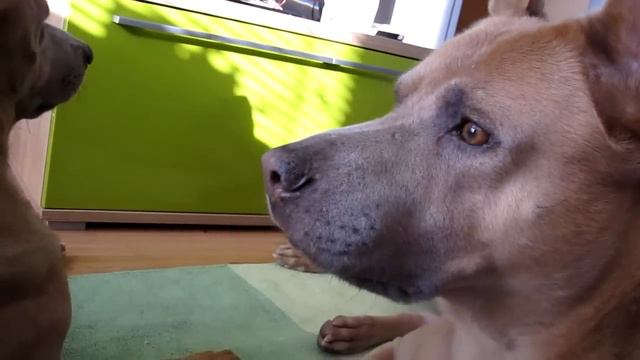 Thai love...thai ridgeback dog Papang and Lister смотреть онлайн
