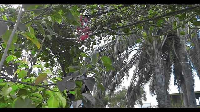 Psalms 91 - Gwendolyn Mukulu CHRIS смотреть онлайн