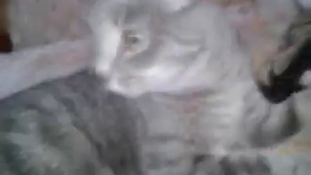 Взрослая кошка Мышка сосёт сиську у мамы Кэтты смотреть онлайн