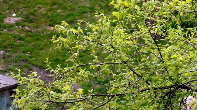Как распускается ЧЕРЁМУХА!!!....03.05 - 02.06 целый месяц снимала!! смотреть онлайн