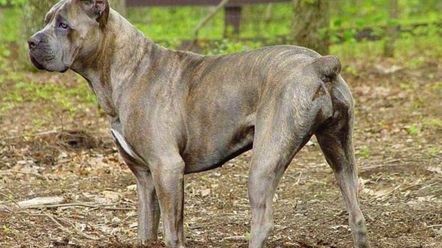 Cane Corso - TOP 10 Interesting Facts смотреть онлайн