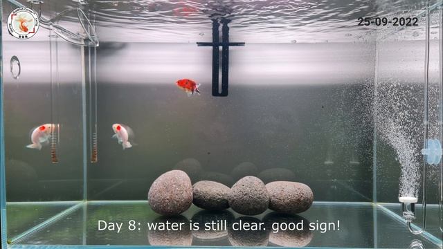 In 10 Days Growing GREEN CARPET ALGAE, Feedback Video from @mayashi_? смотреть онлайн