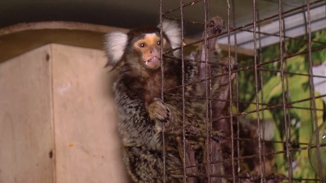 Выставка животных "Страна обезьян" смотреть онлайн