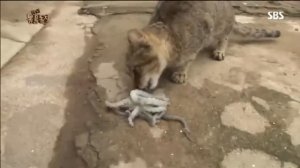 Octopus vs cat. Осьминог напал на кота