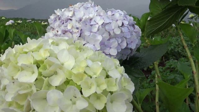 MENANAM BUNGA HORTENSIA | 1 TANGAKAI LAKU 7000 RUPIAH смотреть онлайн