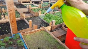 ПЕТУНИЮ БРЫЗГАЙТЕ ЭТИМ ОТ СТРЕССА. ЭПИН от стресса рассады петунии. подкормка петунии видео