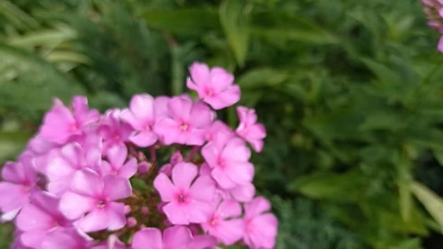 Флокса розовая #флокса#розоваяфлокса#дача#цветоводство# смотреть онлайн