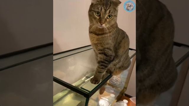 Funny Animals Videos ? - Funniest Cats and Dogs ?? 191 смотреть онлайн