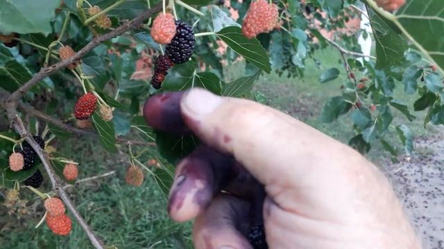 Пробую сделать наливку из ШЕЛКОВИЦЫ ! смотреть онлайн