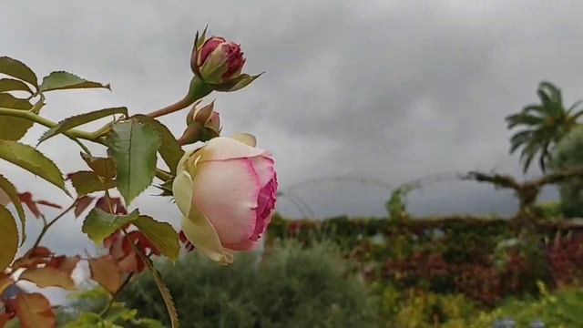 Rose comme un bel Ange dans les nuances de gris ?️???? смотреть онлайн